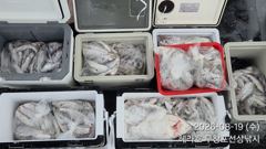 조황정보 - 8/19 백조기 조황 - 무창포선상낚시 사진