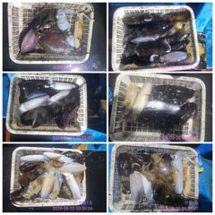 무늬오징어 팁런조황 사진