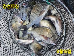 21일(금)가을찾으러감성돔출조~