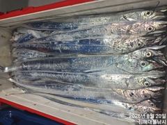 [진해] 20일새벽,내만칼치 텐빈,루어 씨알점점 엄청나게 잡고~목,금,토… 사진