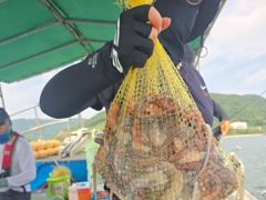 [사천] 삼천포 제일호 돌문어 조황!! 사진