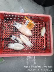 갑오징어 & 돌문어 출조  사진