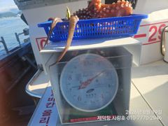 "돌문어"어제 1700g1200g1000g외 개인22수15수13수12수등 전원마릿수 팍~팍~(예약가능) 사진
