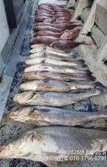 참돔조황 - 8/20 캐리비안호 씨알좋은 참돔 &amp; 민어 Good 조황입니다 - 군산 캐리비안호