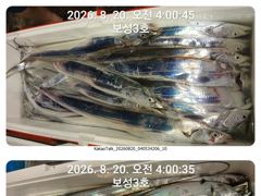 보성3호 갈치씨알굿 만쿨조황입니다~~내일부터 자리여유있습니다