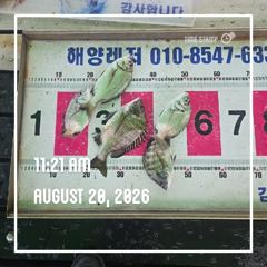 해양레저 흘림 감성돔 조황  사진