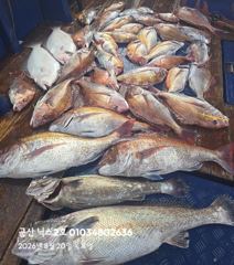 오늘의조황 - 8.20 닉스2호 참돔타이라바조황 7짜8짜 참돔민어~ - 군산 닉스호,배낚시 및 바다낚시 전문