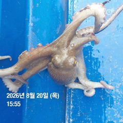 포항 종방) 제2대일호 8월 20일 문어조황 사진