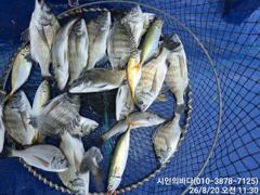 [고성] 마맀수감성돔들(흘림) 사진