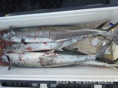 [경주] 8/20 오후한타임 미터/미터오버 대삼치 조황입니다! (금,토,… 사진