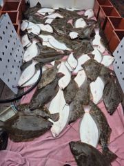 [광어조황] 8월 20일 신진도 블랙홀호 8자, 7자, 6자 대광어 조황으로 조기입항했습니다 사진