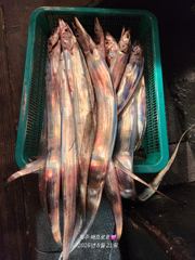 8월 20일 배프로 갈치텐빈 사진