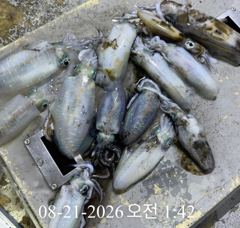 [ 무늬 팁런 ] 원줄로 느끼는 짜릿한 입질!! 사진
