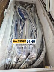 여수 청양피싱 8월20일 입항조황