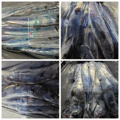 [통영대교피싱]비온뒤 살아나는 갈치 오늘 내일 자리여유 사진
