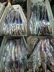 목감낚시 20일 진도갈치 조황입니다!