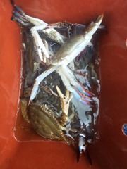8.21 비엔나호 꽃게 탐사조황입니다! 사진