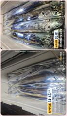 통영 뉴 아시아호>>  대 갈치 포인트 찾아 먼 곳으로~ 오늘 금요일 자리 여유