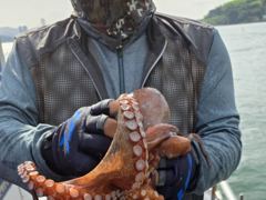 [사천] 사천팔포피싱 입니다 문어 출조 하실분 주중 주말예약 받습니다