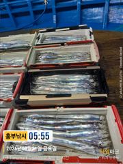 흥부낚시)3지 4지급들 계속 올라와요  일욜부터 자리는 여유 사진