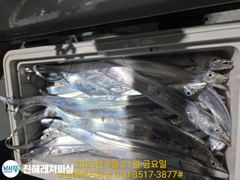 내만칼치ㅡ 물반 칼치반 쿨러가득담고(오늘예약가능 사진