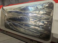 [통영] 갈치텐빈 만쿨 가즈아!( 금일 자리,토,일 자리) 사진