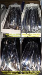 거제 텐빈 3지4지5지 쿨러조황 사진