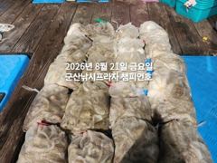 8/20일, 군산야간문어~~제대로 나와요~마릿수 대박-오늘도 야간문어갑니다~ ~~"생미끼, 민어,농어,광어 8월 평일~선비 빅이벤트(선비8만)"~~군산 챔피언호 사진