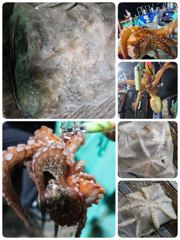 포항문어낚시 오늘금요일저녁 토요일새벽저녁계속 모집중입니다 사진