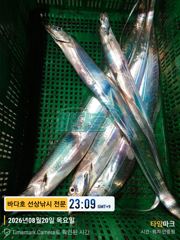 [거제] 20일 왕갈치  크크  많네  ~~  오늘도 내일도 자리여유 사진