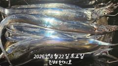 [진해] 내만갈치 씨알급으로 손맛보고~~~~예약가능