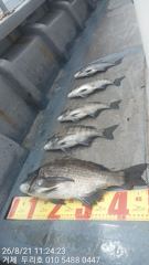 감성돔 4짜외 조황 사진