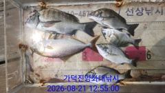 [부산] 가덕천성진양 감성돔 좌대조황 26년8월21일 금 사진