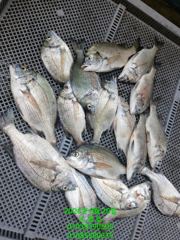 [통영] 선외기 흘림 조황입니다 사진