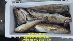 2026 08 21 대구라바 사진