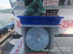 [진해] "여밭돌문어" 개인6kg4.5g 6분이 105수 퍼담고~ 개인2… 사진