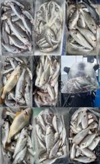 한스타호] ·8월21일 황금빛 팔뚝부세 왕백조기1인 340마리초대박 조황 사진