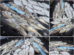 오늘의조황 - [ 아트호 ] 8월 21일 [ 소수정예 - 대박 민어 조황 !! + 농어 외수질 ] [ 인천배낚시 청마피싱 / 인천선상낚시 / 인천낚시배 ] - 인천 영종도 선상낚시 청마피싱,피싱스토리 사진