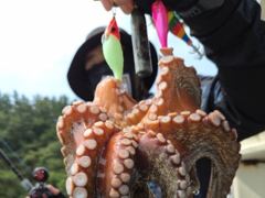 [진해] 8월21일/문어6분 장원25수21수외 마리수 우당탕탕!! 대박조… 사진