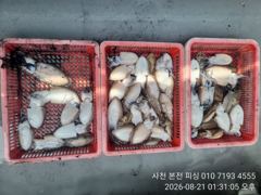뉴아재피싱 갑오징어 탐사 이벤트 출항합니닷!