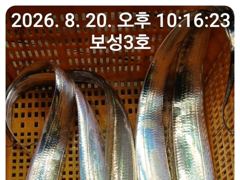 갈치는 터져나오는데 갑자기 캔슬로 내일 자리여유많이 있습니다~~2시까지오세요 사진