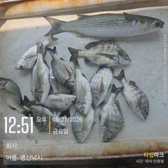 병산 감성돔 농어 마리수 선외기흘림조황~~ 사진