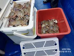 [보령,서천] 8월 21일 남당항 진영호 꽃게 조황 사진