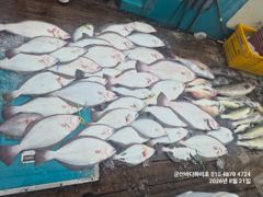 [군산] 군산바다하리호 8월 21일 11분 농어 민어 광어 조황입니다 사진