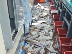 오늘의조황 - 8월 21일 뉴용궁호(14분출조) 조황입니다 - 신진도 뉴용궁호