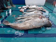 조황정보 - 8.21 넘버원1호(NO.1) 외수질(생미끼) 조황 입니다. - 격포 넘버원피싱,배낚시.선상낚시 사진
