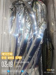 준내만갈치 마릿수,사이즈 모두 대박입니다! 일요일부터 자리있어요~