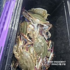 꽃게낚시~♪ 8 . 21( 금요일 ) [[[ 무창포프로낚시 ]]] <<<<<< 빅 마 린 >>>>> 꽃 게 조황보고....