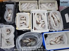 8/21 백조기 조황 사진