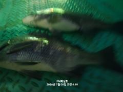(FM 피싱호 ㅡ감성돔흘림 (오전낚시))~주말 정상출조합니다 함께하실 조사님들 초대합니다  사진